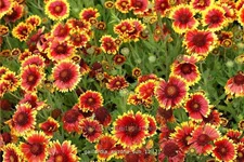 Gaillardia x grandiflora 'Arizona Sun'