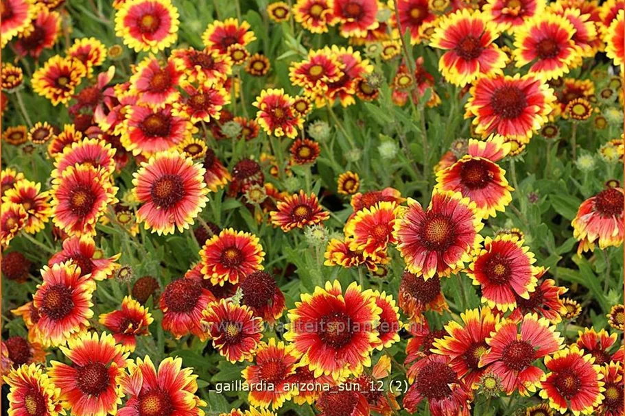 Gaillardia x grandiflora 'Arizona Sun'