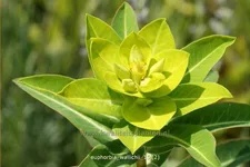 Euphorbia wallichii