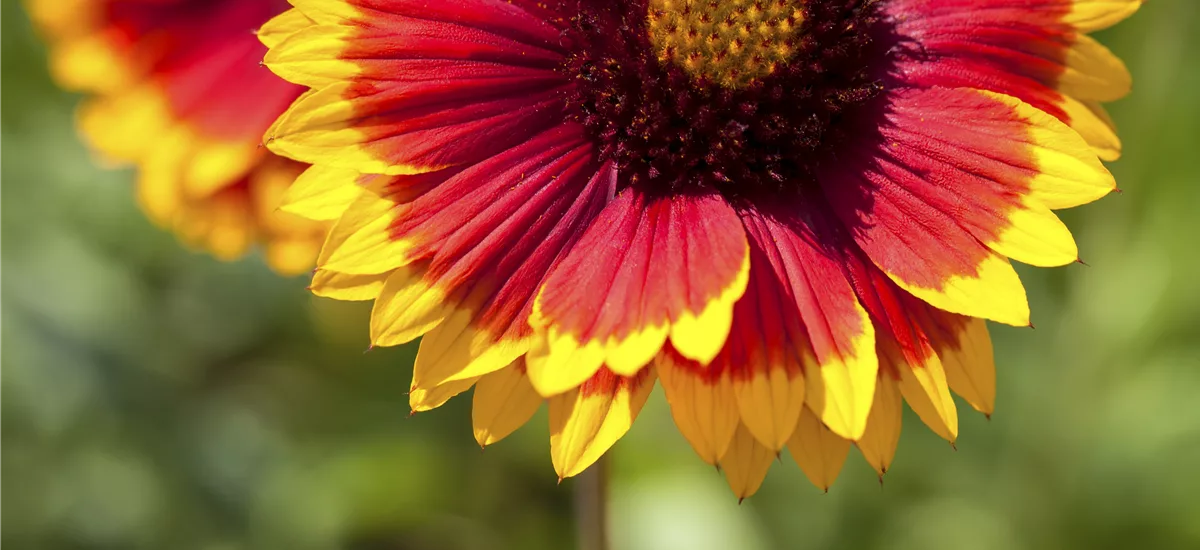 Gaillardia x grandiflora 'Kobold'