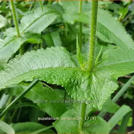 Eupatorium perfoliatum