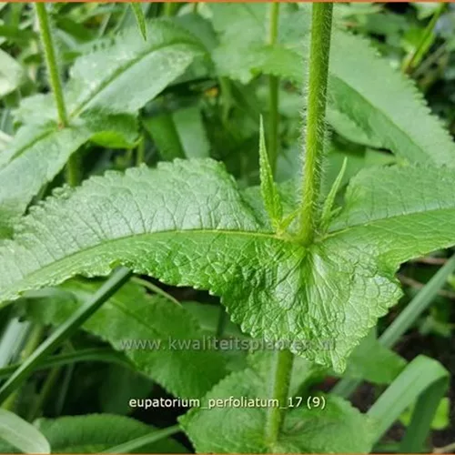 Eupatorium perfoliatum