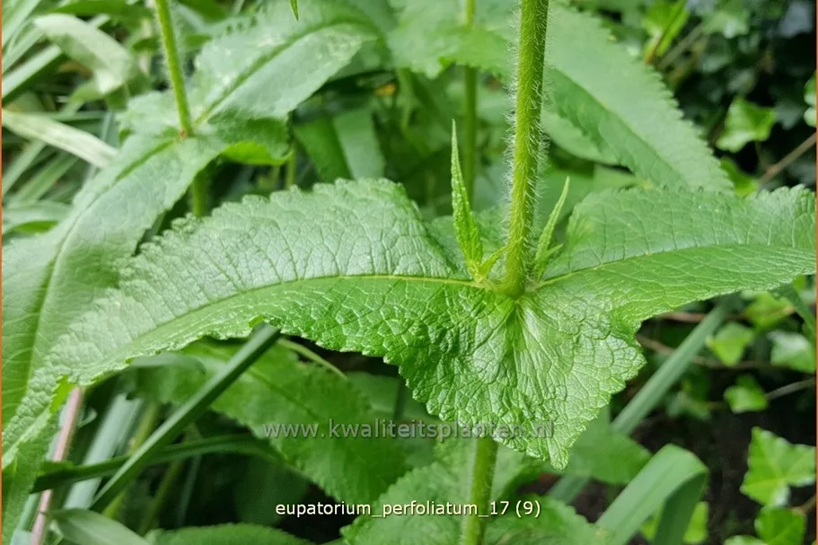 Eupatorium perfoliatum
