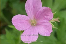 Geranium endressii