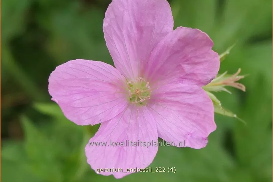 Geranium endressii