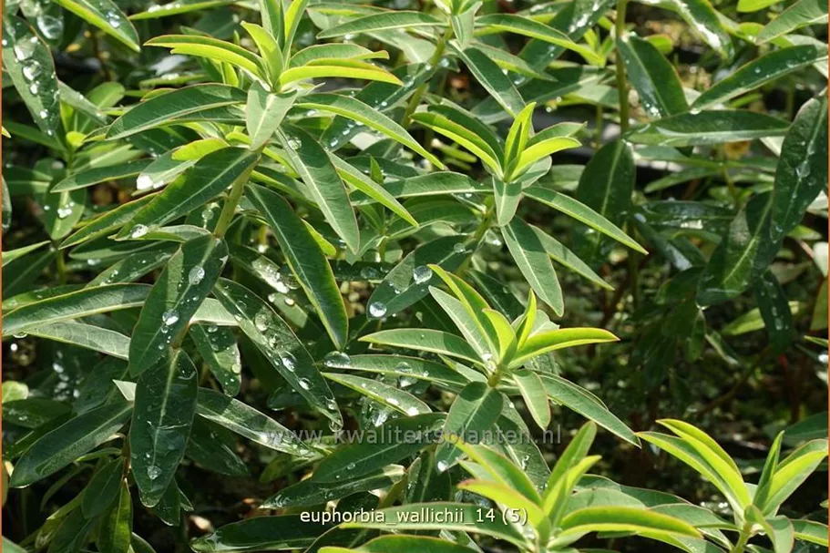 Euphorbia wallichii