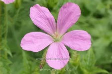 Geranium endressii