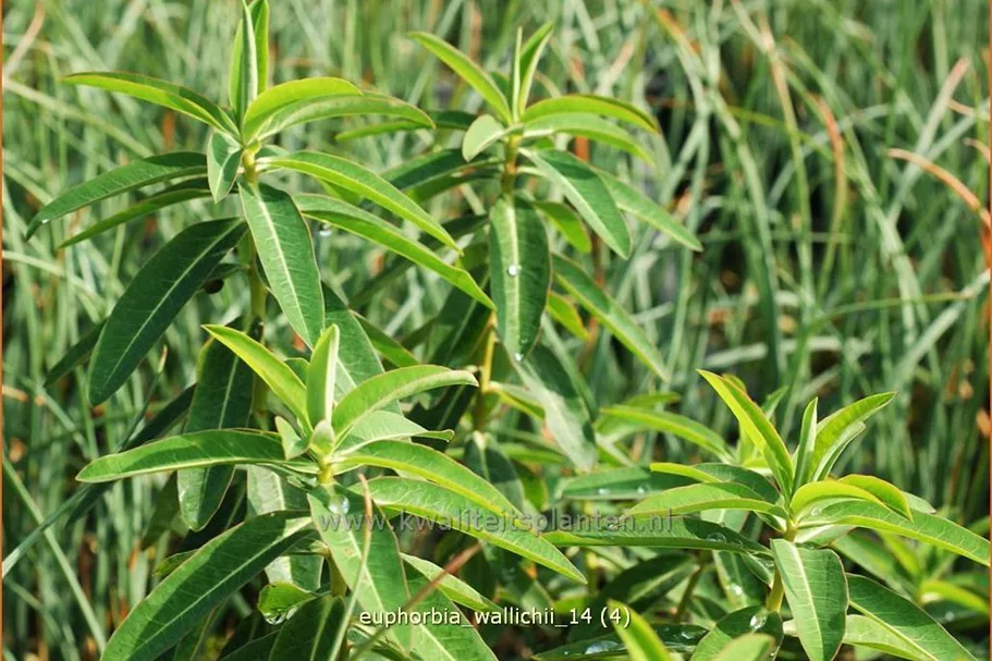 Euphorbia wallichii