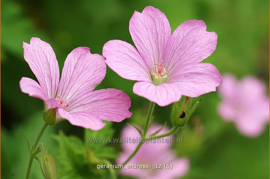 Geranium endressii