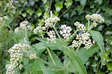 Eupatorium perfoliatum