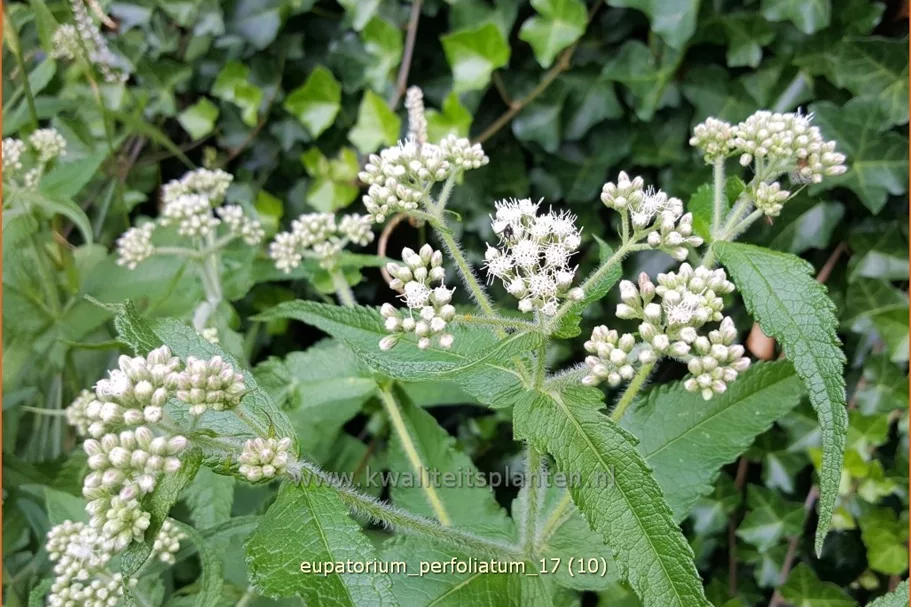 Eupatorium perfoliatum
