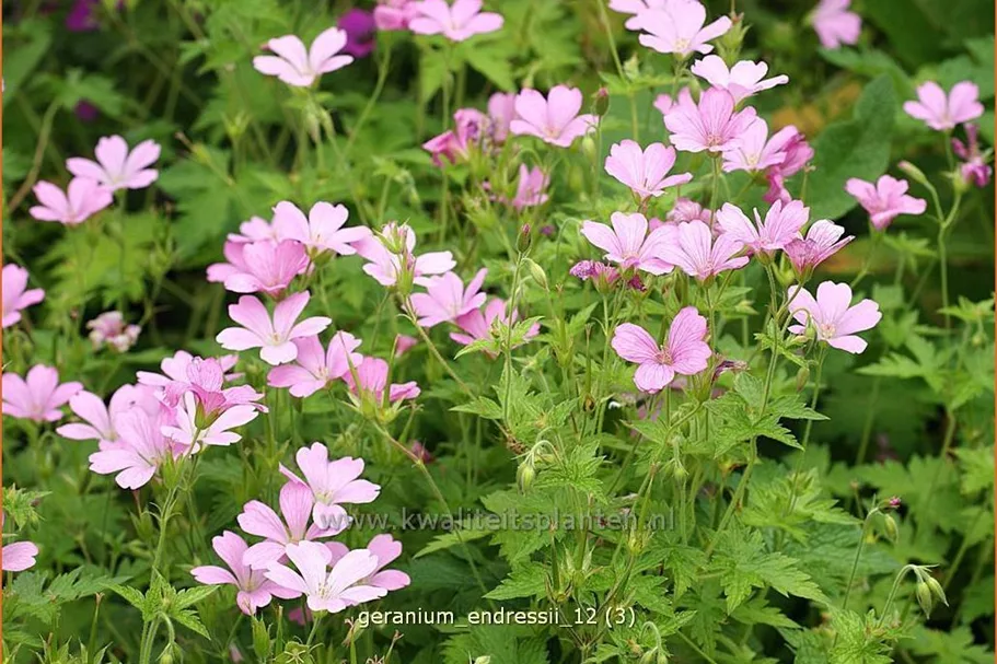 Geranium endressii