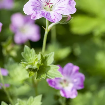 Geranium endressii