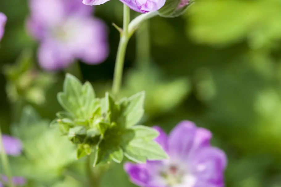 Geranium endressii