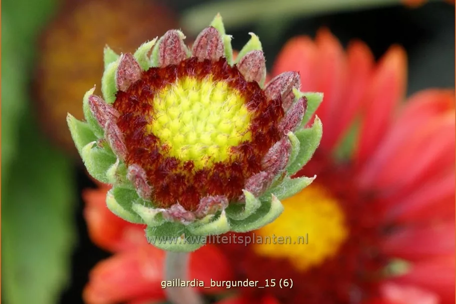 Gaillardia x grandiflora 'Burgunder'