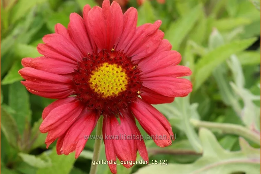 Gaillardia x grandiflora 'Burgunder'