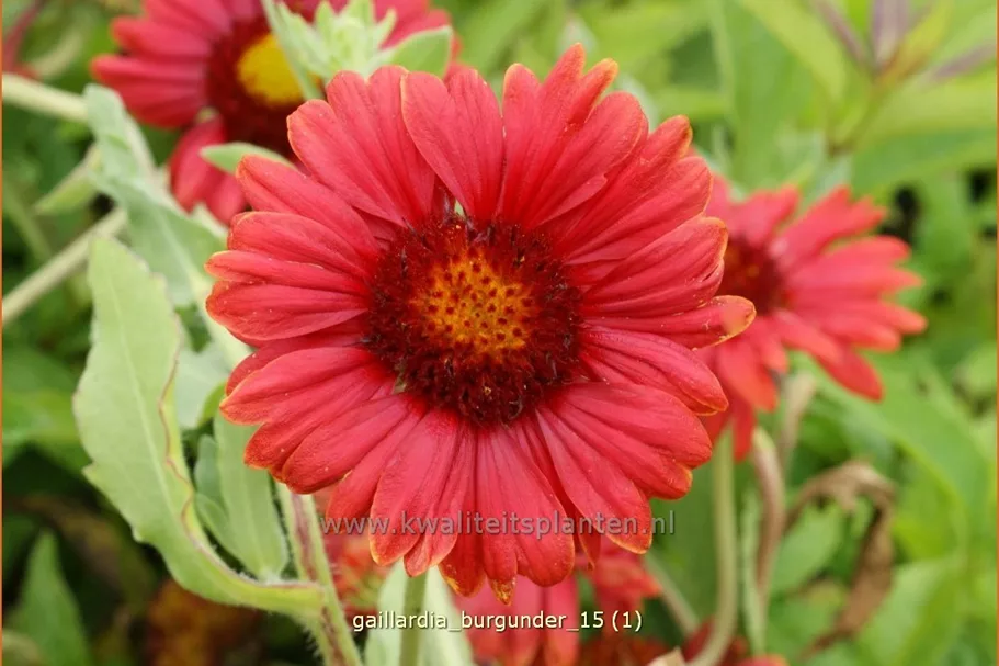 Gaillardia x grandiflora 'Burgunder'