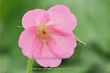 Geranium endressii 'Wargrave Pink'