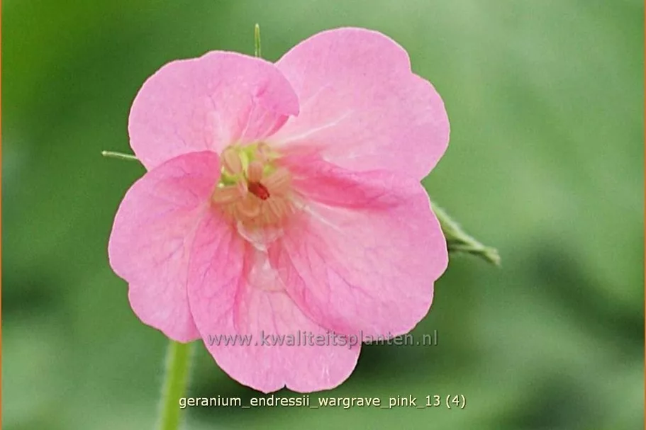 Geranium endressii 'Wargrave Pink'