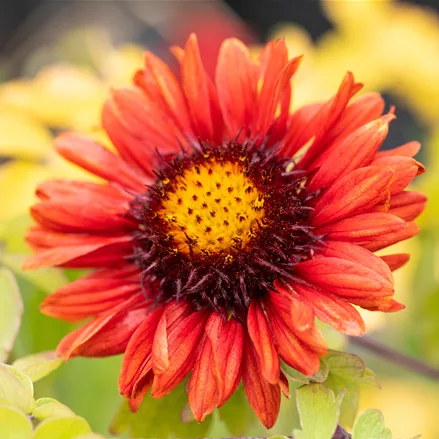Gaillardia x grandiflora 'Burgunder'