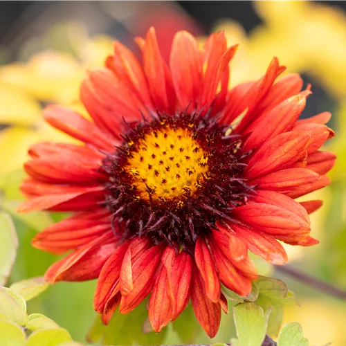 Gaillardia x grandiflora 'Burgunder'