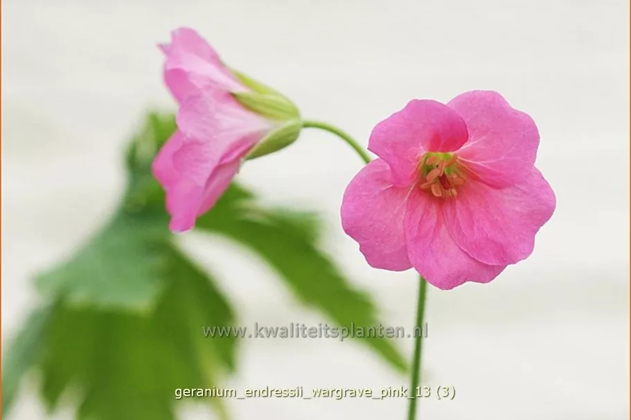 Geranium endressii 'Wargrave Pink'