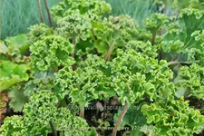 Farfugium japonicum 'Wavy Gravy'