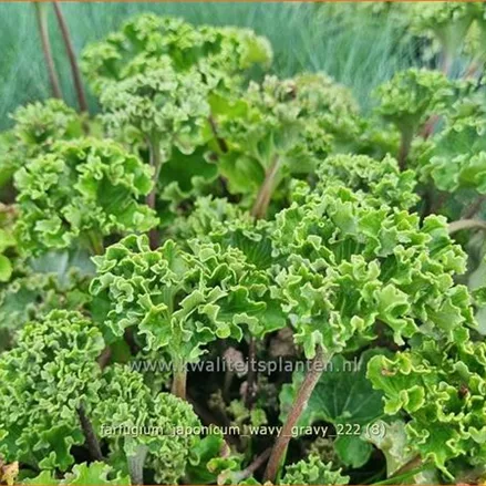 Farfugium japonicum 'Wavy Gravy'
