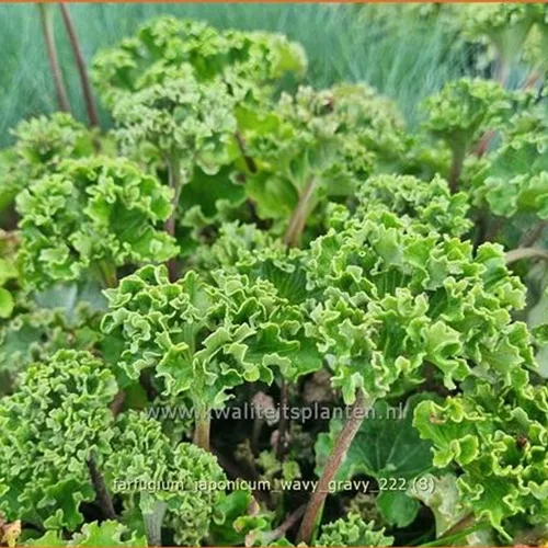 Farfugium japonicum 'Wavy Gravy'