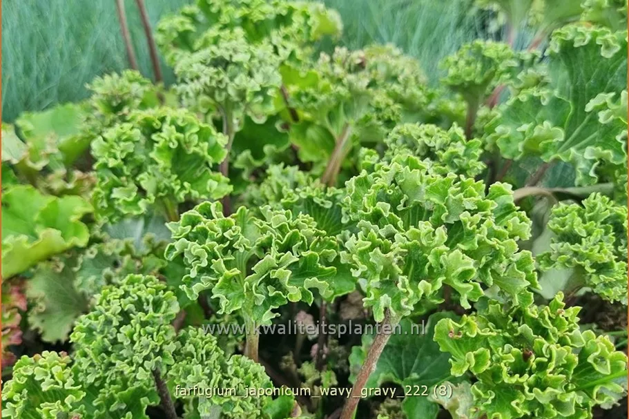 Farfugium japonicum 'Wavy Gravy'