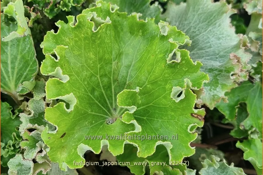 Farfugium japonicum 'Wavy Gravy'