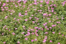 Geranium endressii 'Wargrave Pink'