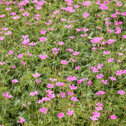 Geranium endressii 'Wargrave Pink'