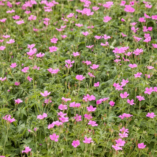 Geranium endressii 'Wargrave Pink'