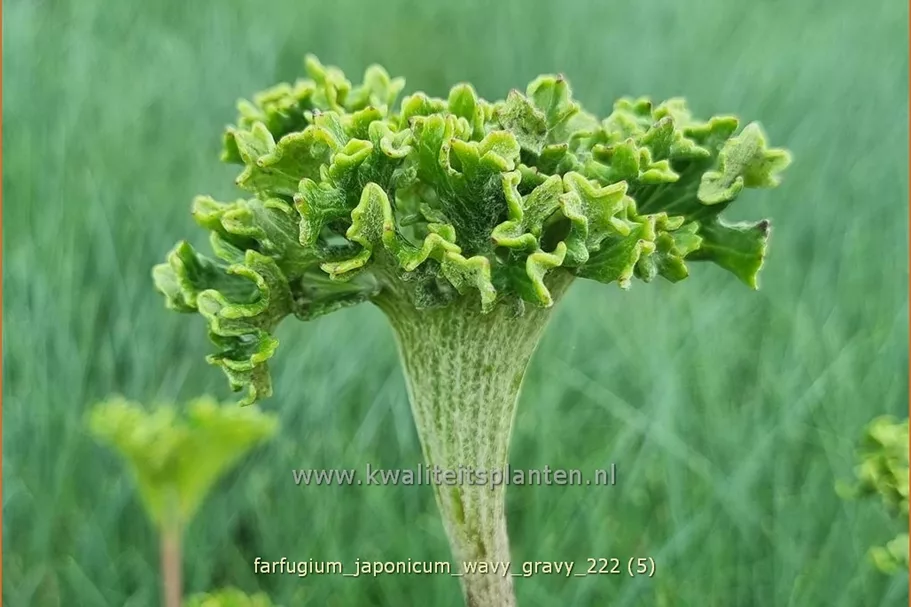 Farfugium japonicum 'Wavy Gravy'