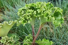 Farfugium japonicum 'Wavy Gravy'