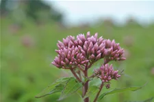 Eupatorium purpureum