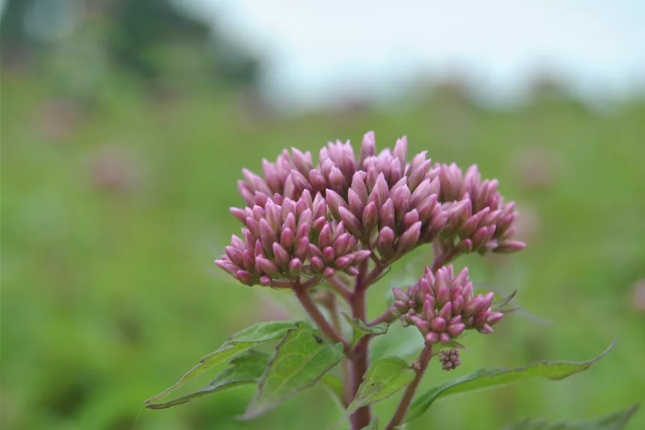 Eupatorium purpureum