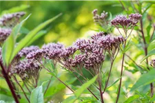 Eupatorium purpureum