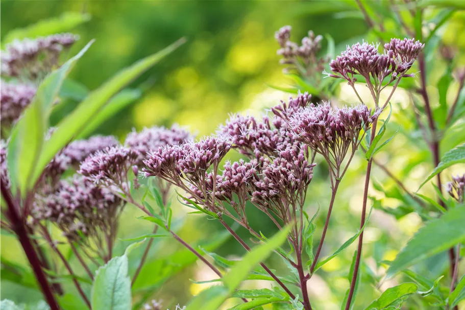 Eupatorium purpureum