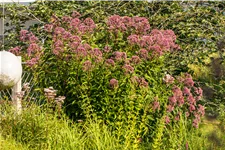 Eupatorium purpureum