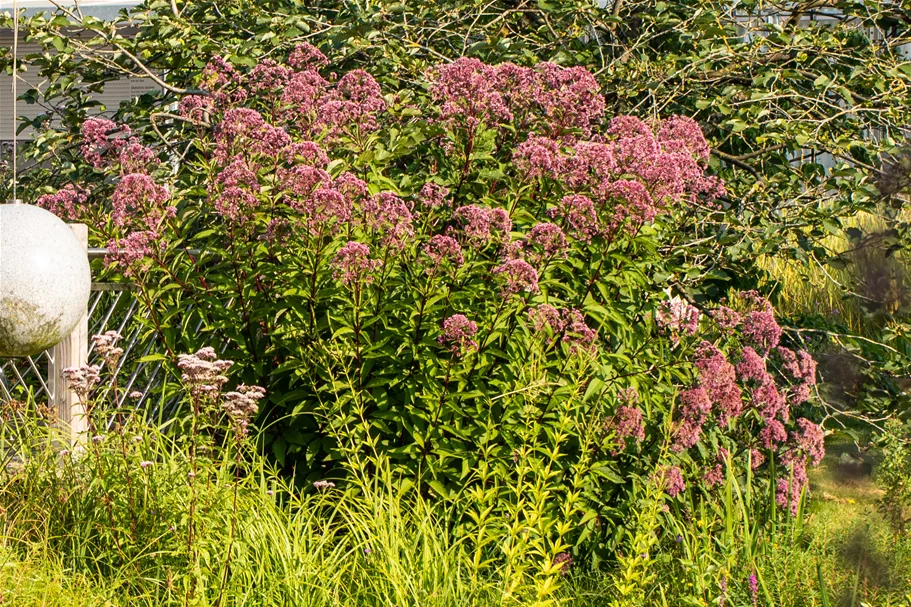 Eupatorium purpureum