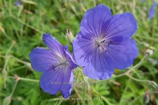 Geranium pratense 'Eureka Blue®'