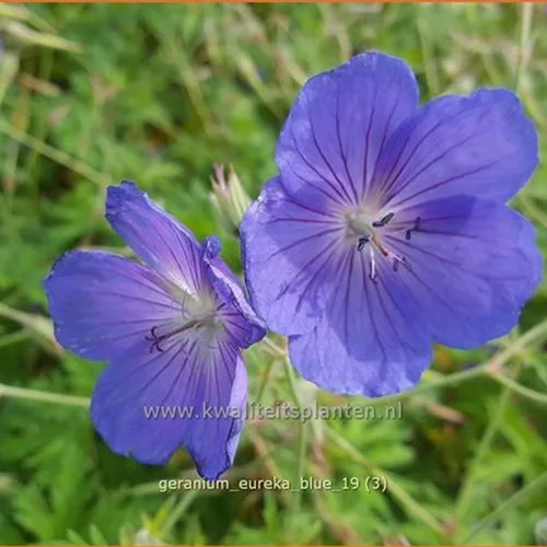 Geranium pratense 'Eureka Blue®'