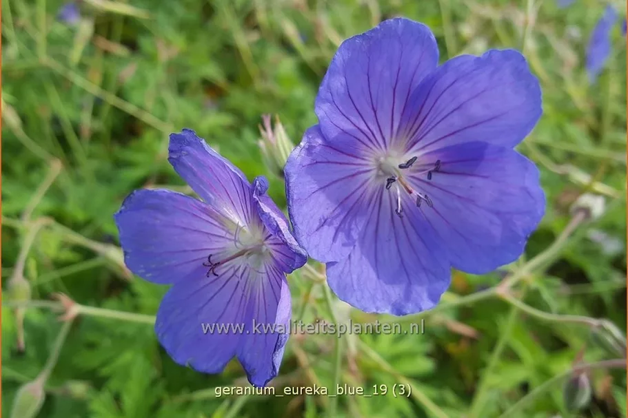 Geranium pratense 'Eureka Blue®'