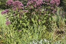 Eupatorium purpureum