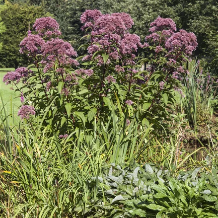 Eupatorium purpureum