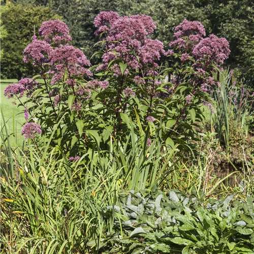 Eupatorium purpureum