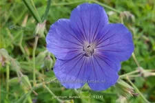 Geranium pratense 'Eureka Blue®'