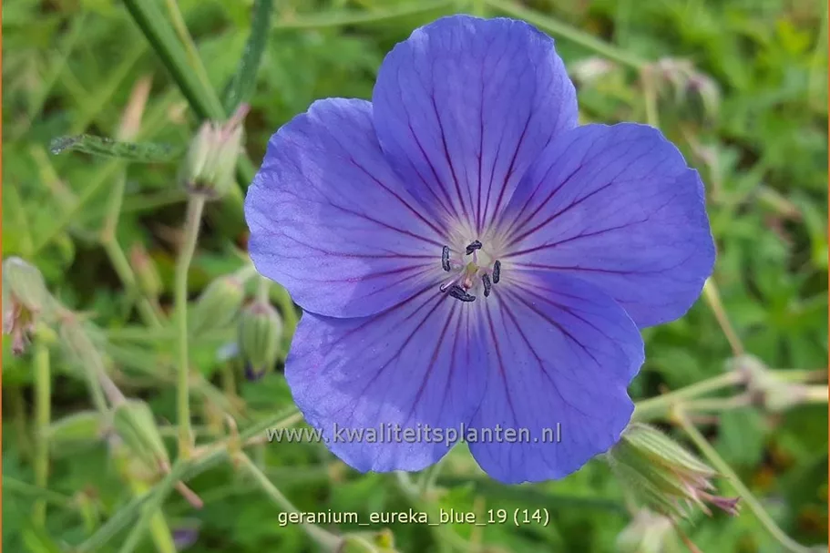Geranium pratense 'Eureka Blue®'